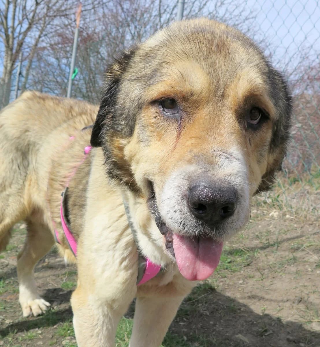 Geppetto, male Mixed Breed for adoption at Freundeskreis Brunopet e.V.