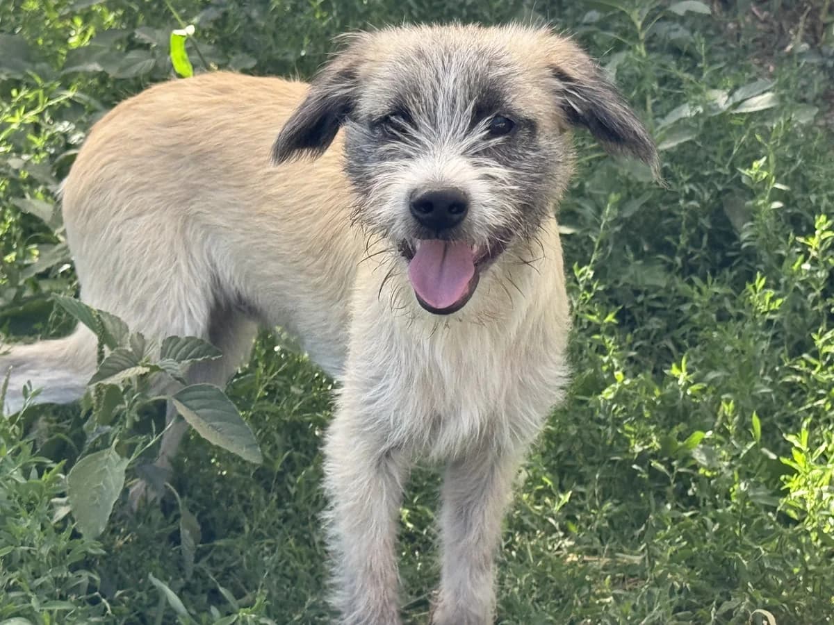 Grompy, male Mixed Breed for adoption at Freundeskreis Brunopet e.V.