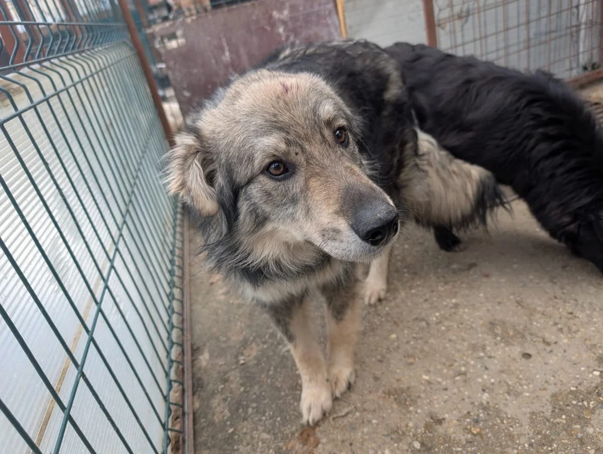 Hannes, male Mixed Breed for adoption at Freundeskreis Brunopet e.V.