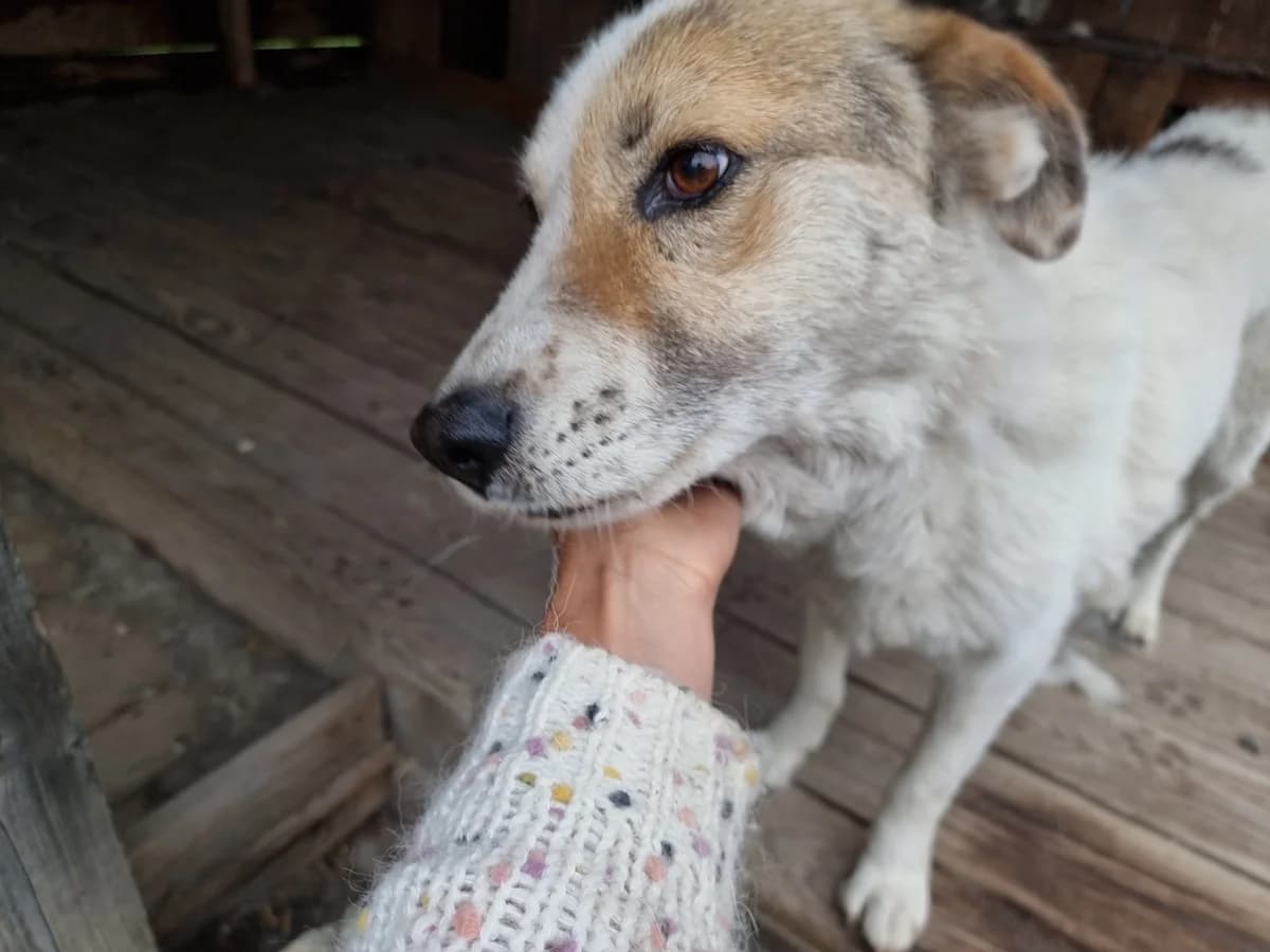 Hanuta, female senior Mixed Breed for adoption at Freundeskreis Brunopet e.V.