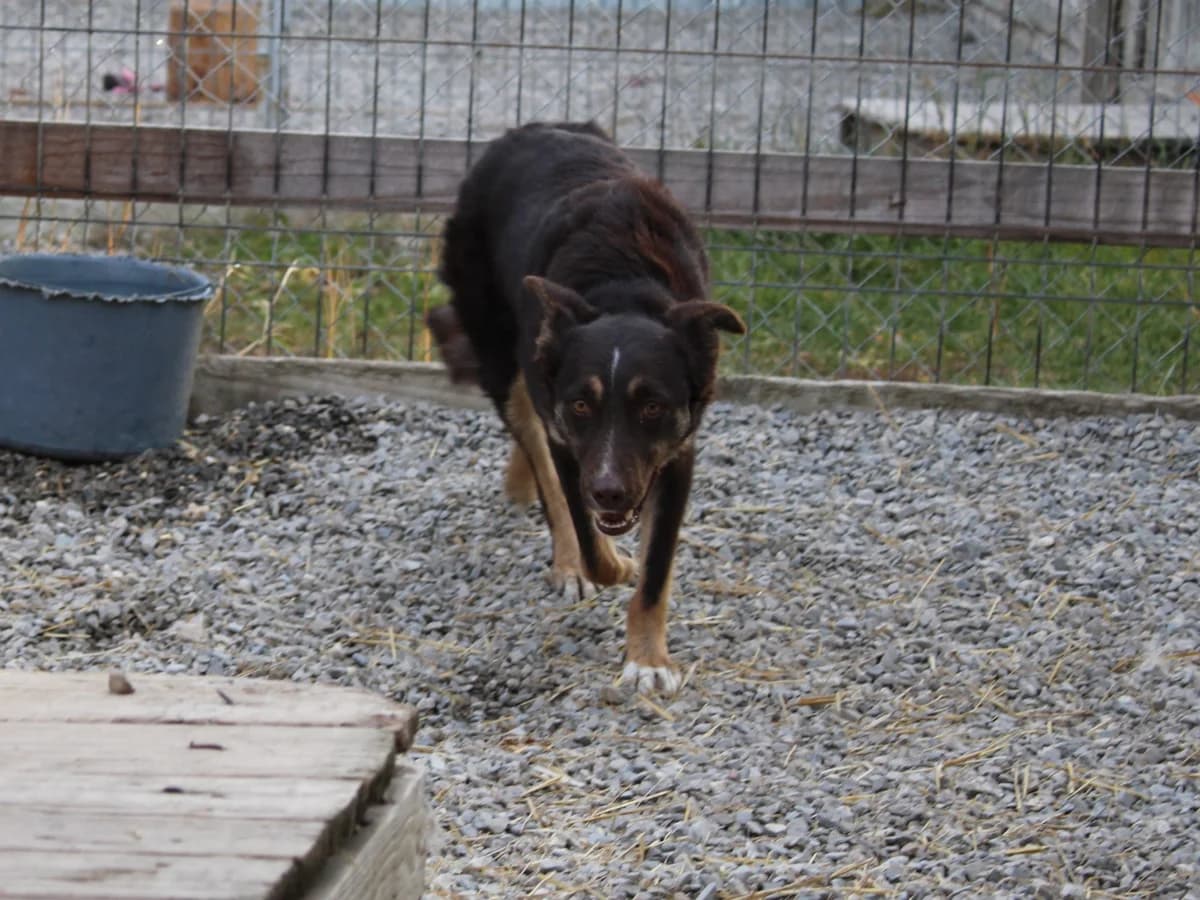 Henrietta, female Mixed Breed for adoption at Freundeskreis Brunopet e.V.