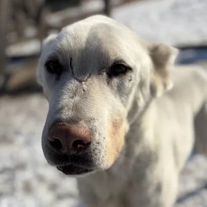 Hetfield, male Mixed Breed for adoption at Freundeskreis Brunopet e.V.