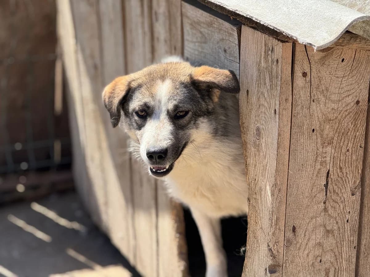 Faith (Rovinari), female mixed breed for adoption at Freundeskreis Brunopet e.V.