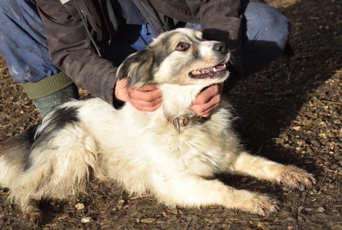 Hugo, male Mixed Breed for adoption at Freundeskreis Brunopet e.V.