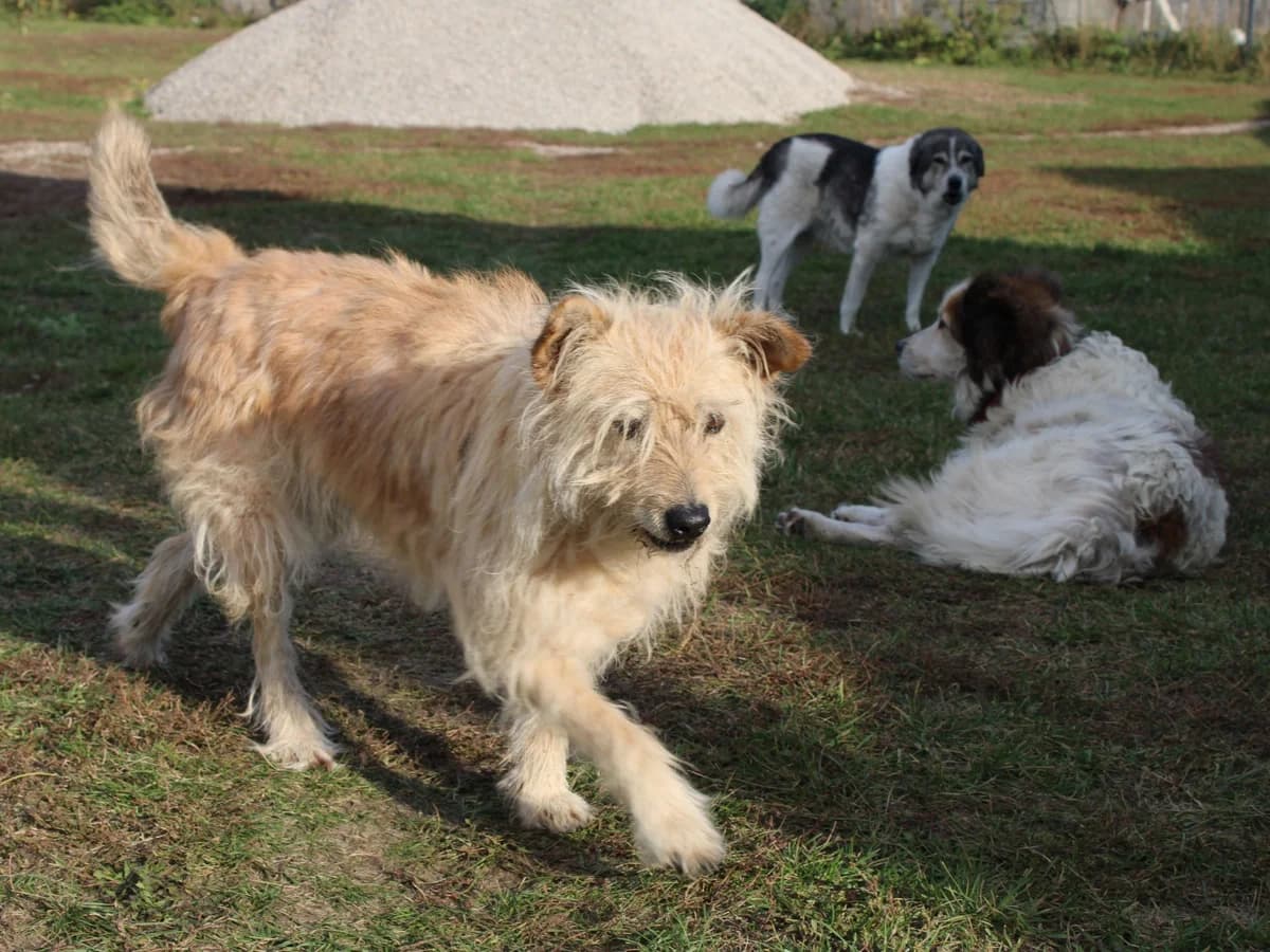 Hyuki, male senior Mixed Breed for adoption at Freundeskreis Brunopet e.V.