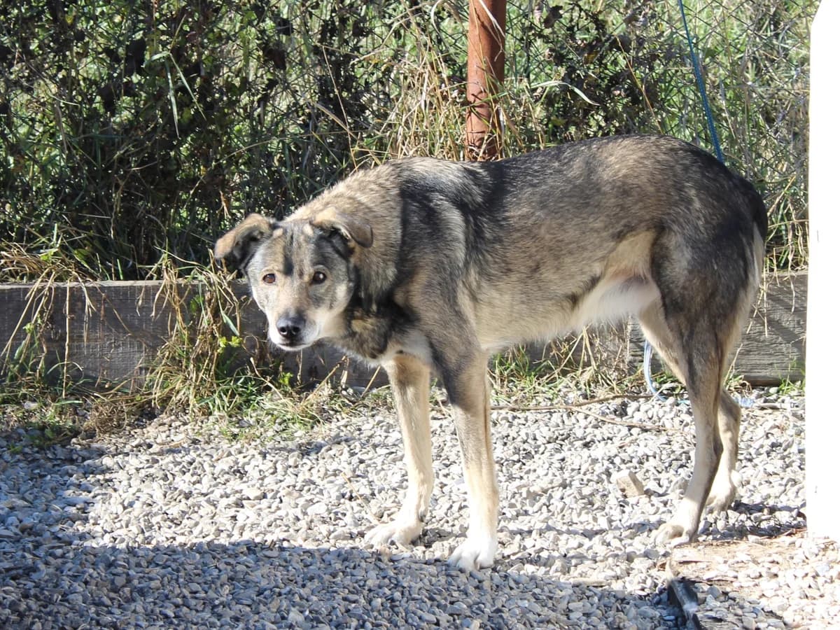 Idis, female Mixed Breed for adoption at Freundeskreis Brunopet e.V.