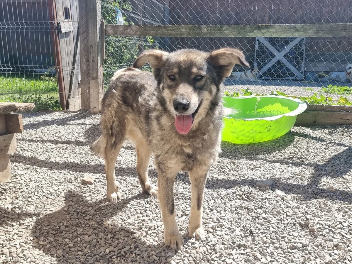 Janne, male Mixed Breed for adoption at Freundeskreis Brunopet e.V.