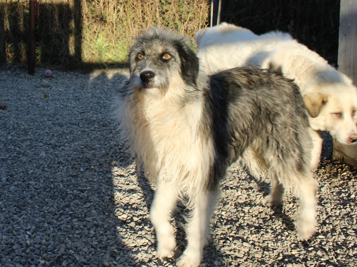 Jelly, female Mixed Breed for adoption at Freundeskreis Brunopet e.V.