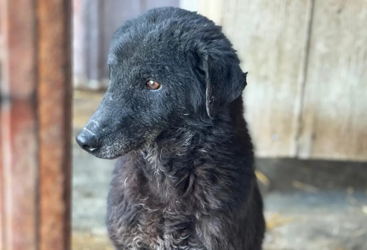 Jens (Rovinari), male Mixed Breed for adoption at Freundeskreis Brunopet e.V.