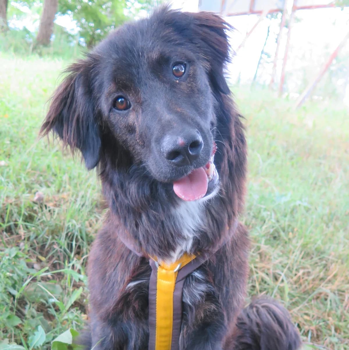 Jim-Bob, male Mixed Breed for adoption at Freundeskreis Brunopet e.V.