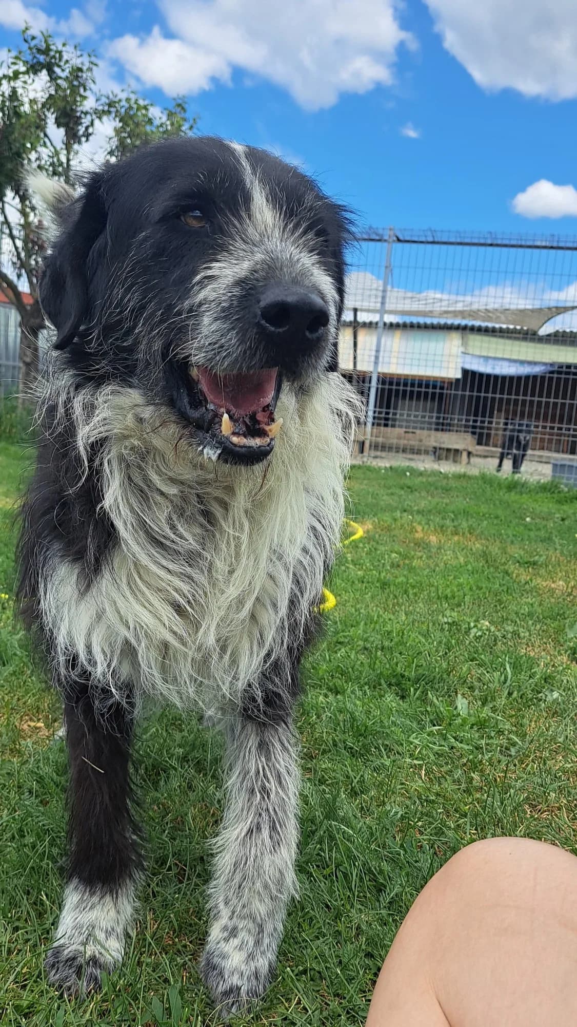 Jirko, male Mixed Breed for adoption at Freundeskreis Brunopet e.V.