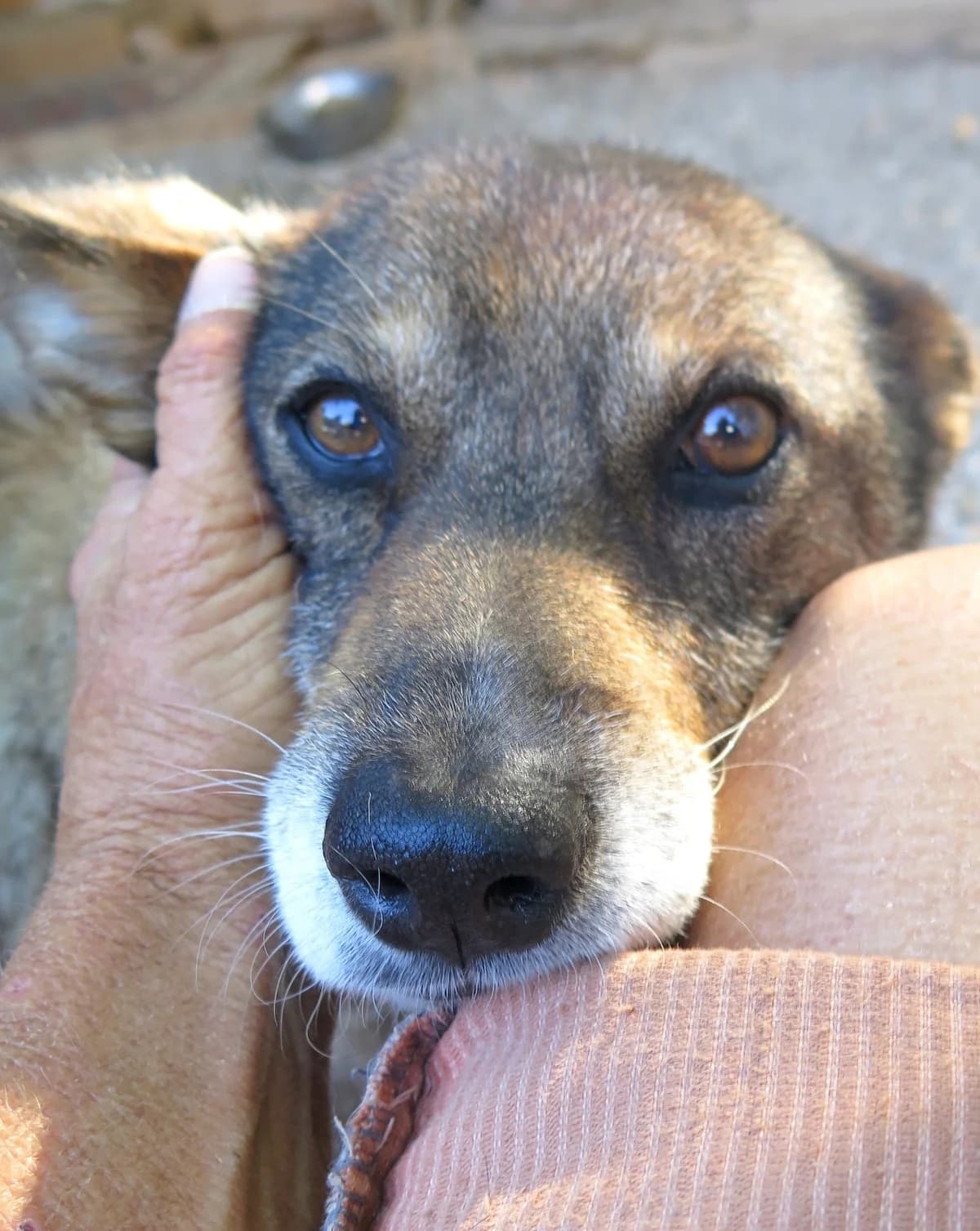 Johann, male Mixed Breed for adoption at Freundeskreis Brunopet e.V.