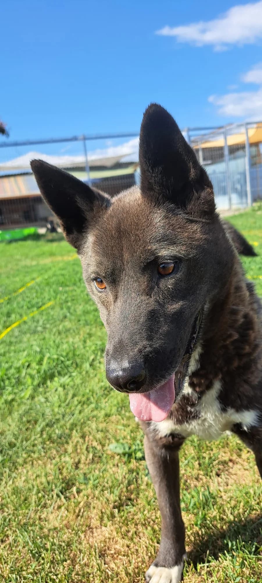 Joker, male Mixed Breed for adoption at Freundeskreis Brunopet e.V.