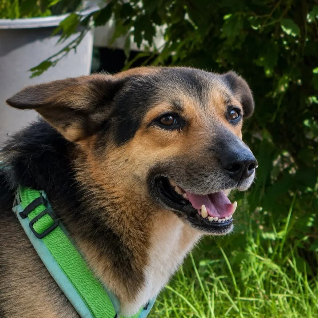Jona, male Mixed Breed for adoption at Freundeskreis Brunopet e.V.