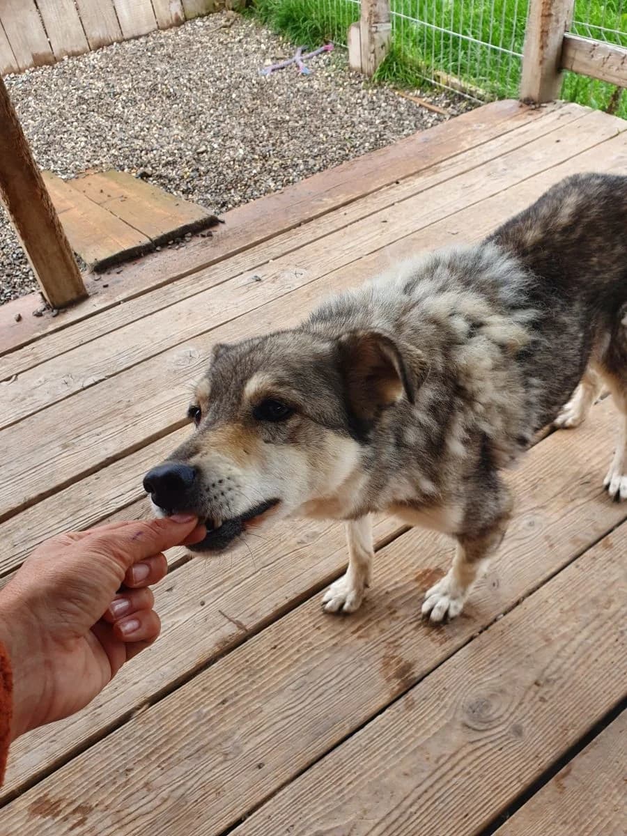 Jonah, female Mixed Breed for adoption at Freundeskreis Brunopet e.V.