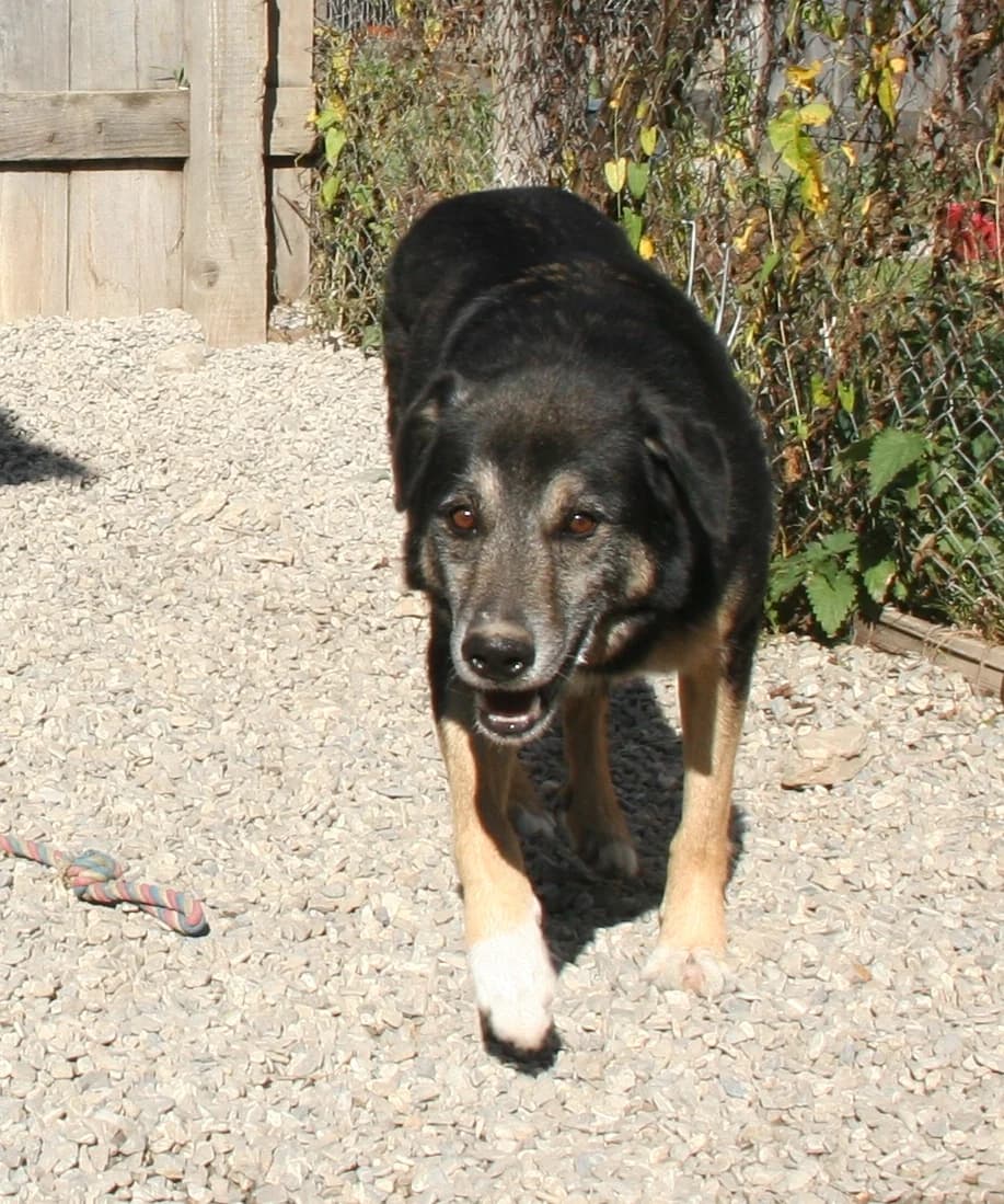 Jones, male Mixed Breed for adoption at Freundeskreis Brunopet e.V.