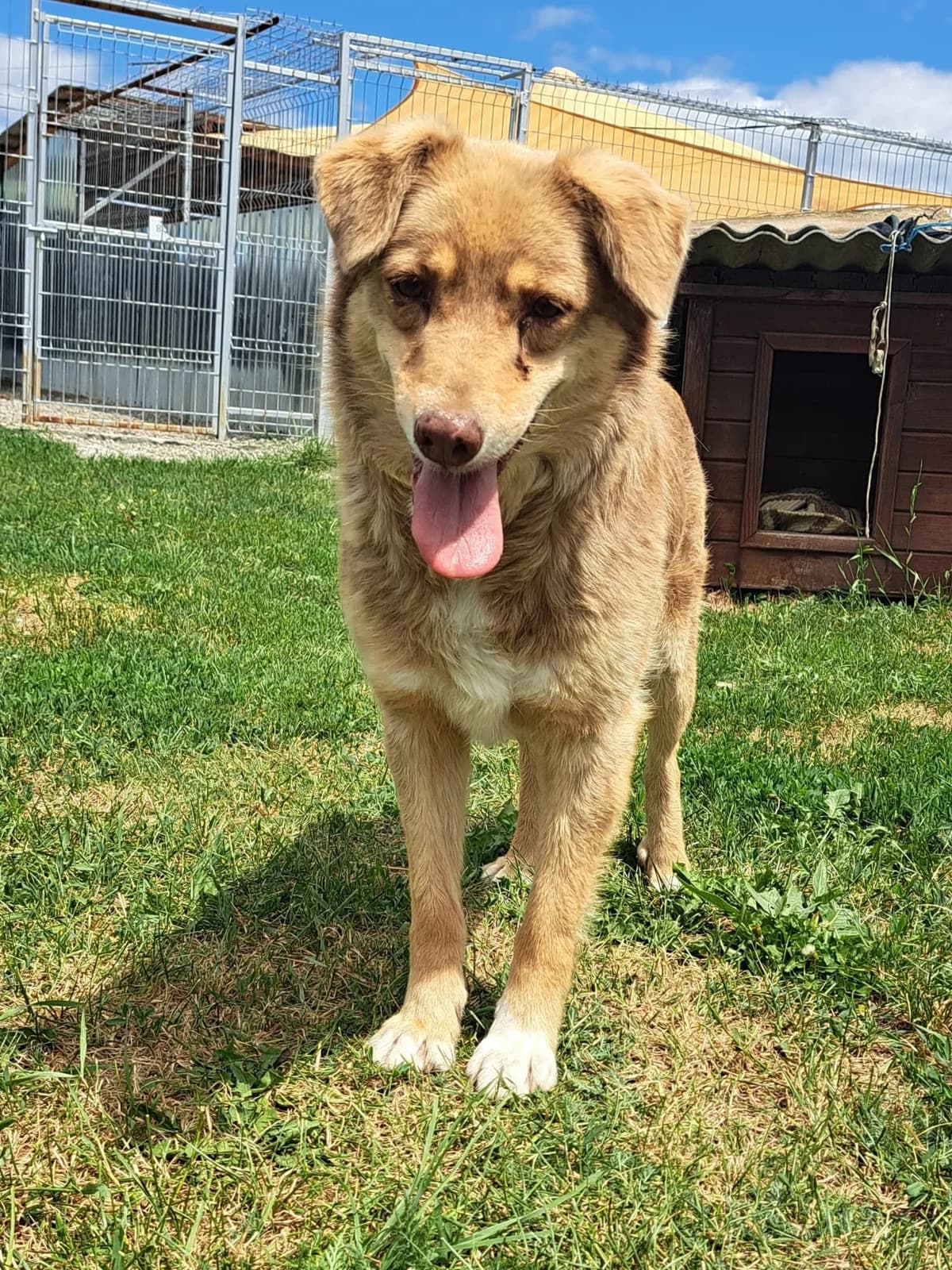 Judit, female Mixed Breed for adoption at Freundeskreis Brunopet e.V.