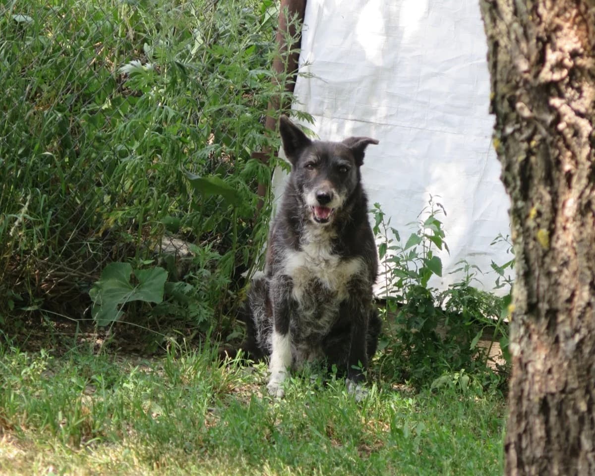 Käthe, female puppy Mixed Breed for adoption at Freundeskreis Brunopet e.V.