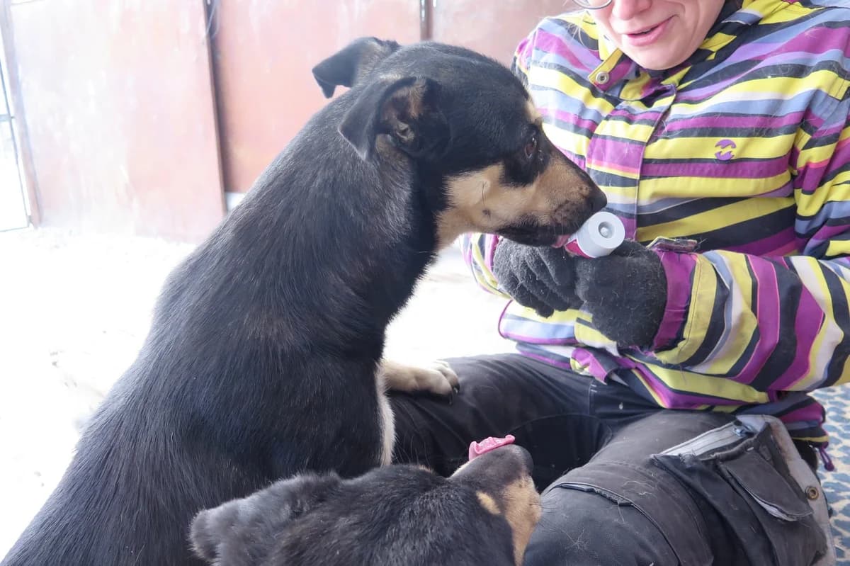 Kalea, female Mixed Breed for adoption at Freundeskreis Brunopet e.V.