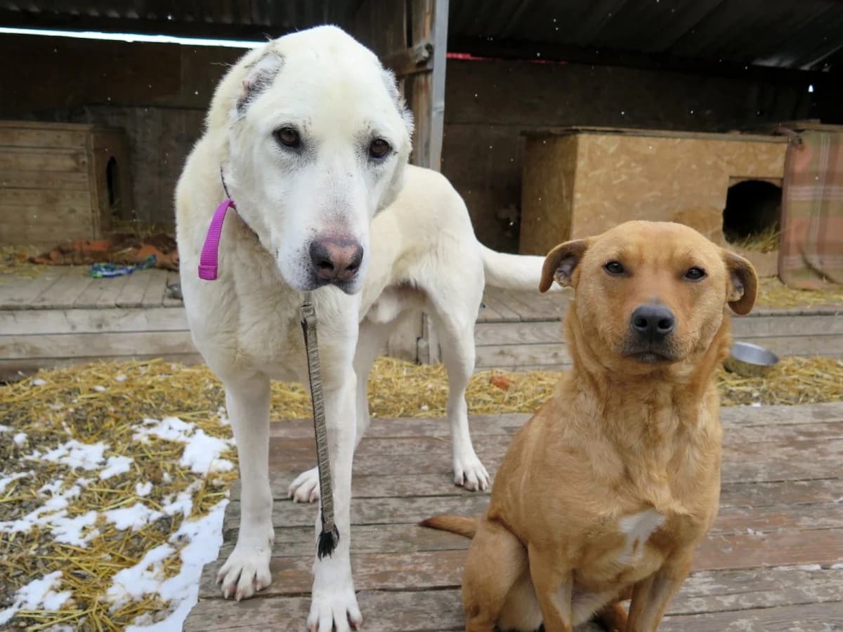 Kamil, male Mixed Breed for adoption at Freundeskreis Brunopet e.V.