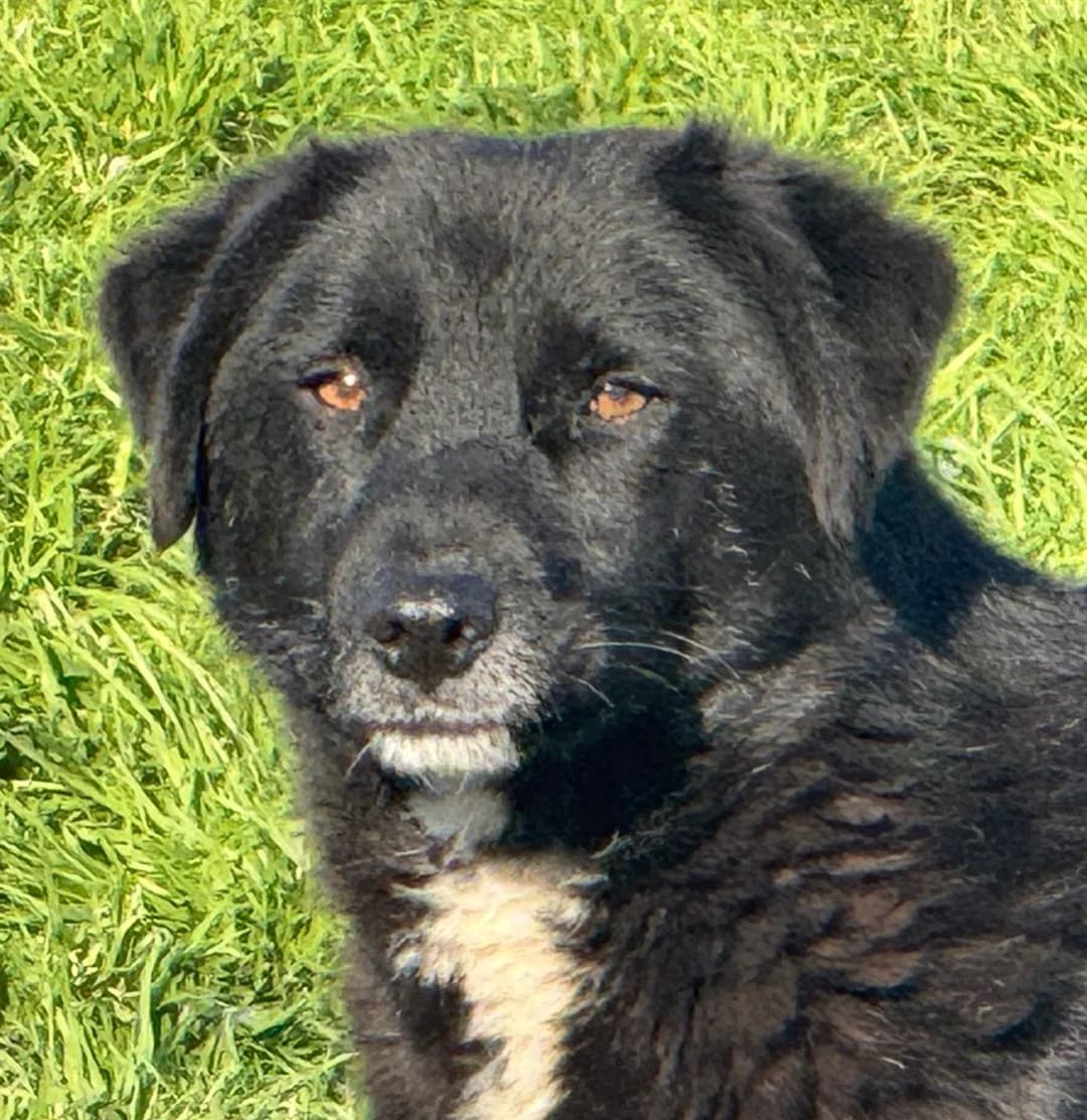 Karl May, male Mixed Breed for adoption at Freundeskreis Brunopet e.V.