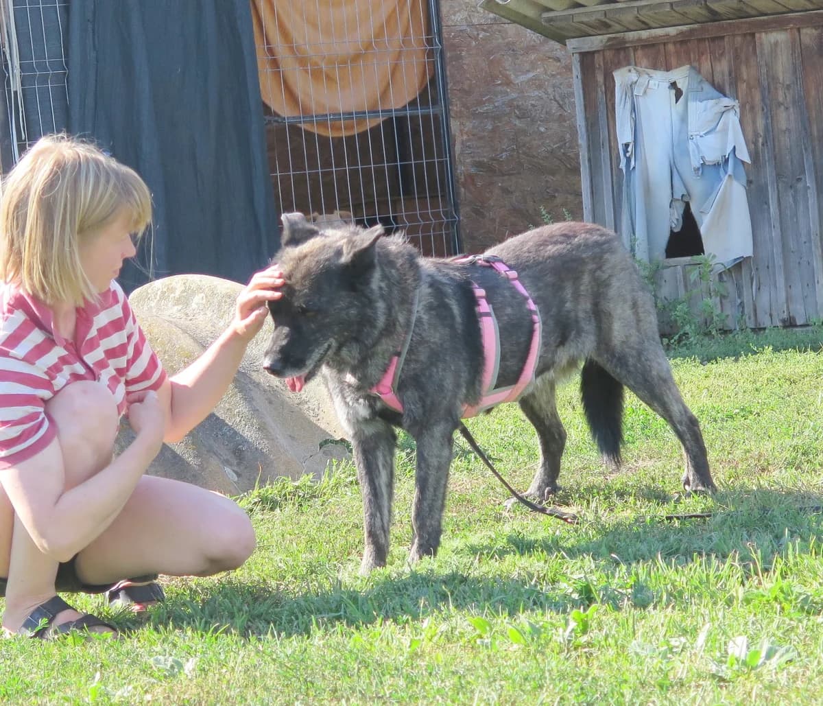 Kenia, female Mixed Breed for adoption at Freundeskreis Brunopet e.V.