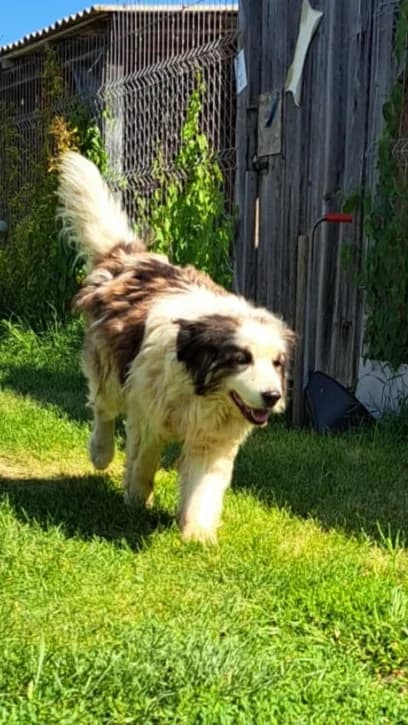Kolja, male Mixed Breed for adoption at Freundeskreis Brunopet e.V.