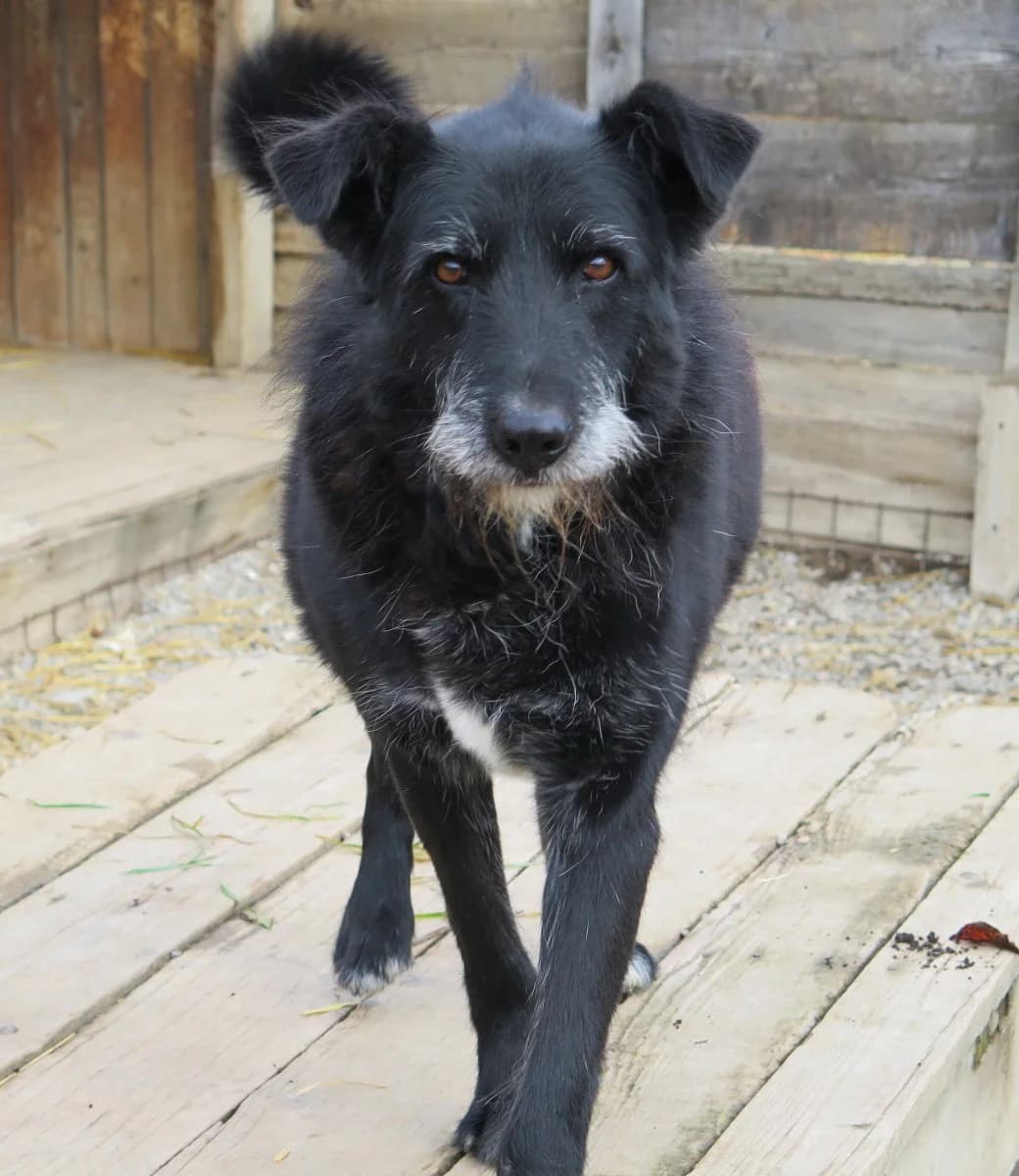Kravitz, male Mixed Breed for adoption at Freundeskreis Brunopet e.V.
