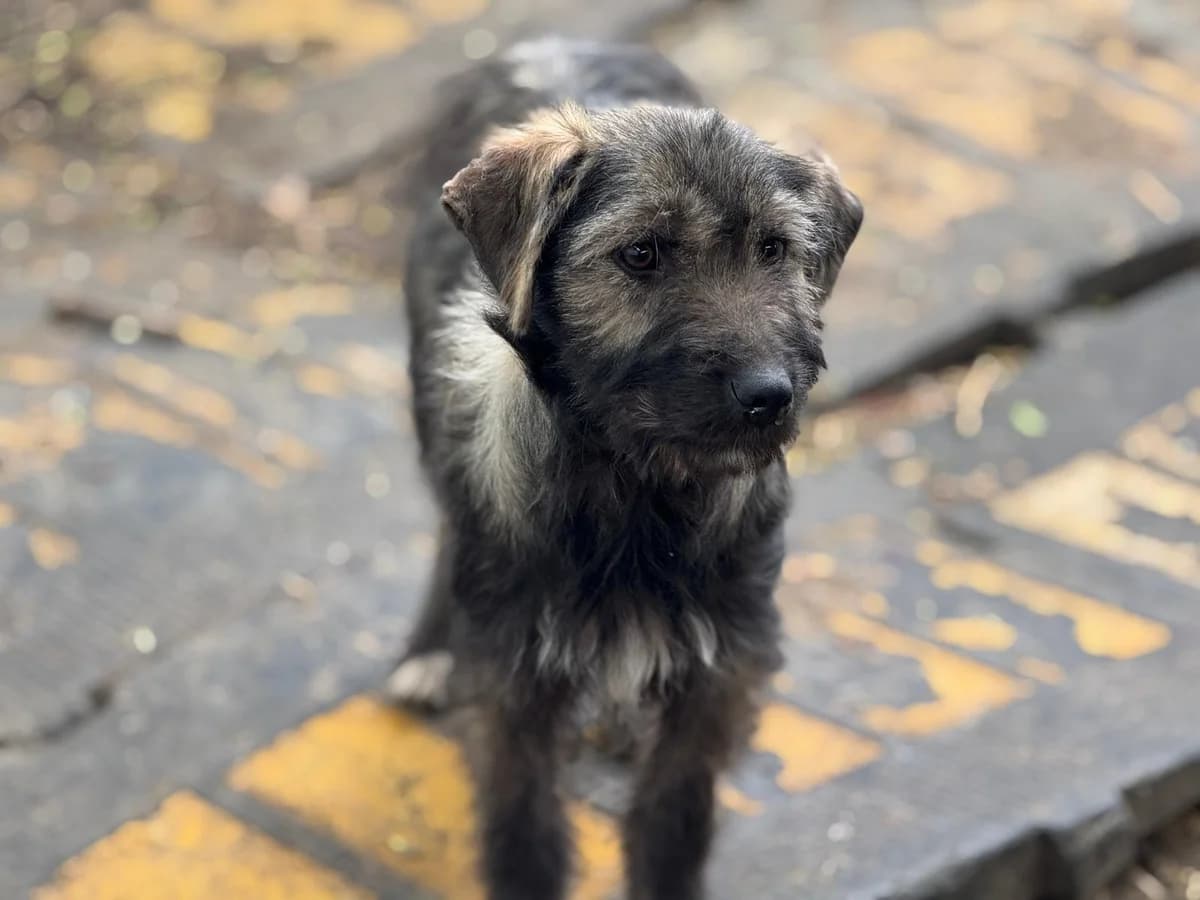 Krümmel (Rovinari), female Mixed Breed for adoption at Freundeskreis Brunopet e.V.