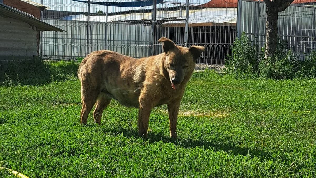 Kupita, female Mixed Breed for adoption at Freundeskreis Brunopet e.V.