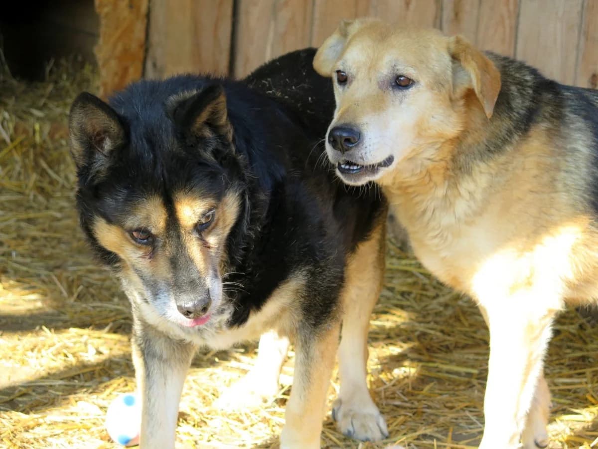 Kylen, female senior Mixed Breed for adoption at Freundeskreis Brunopet e.V.