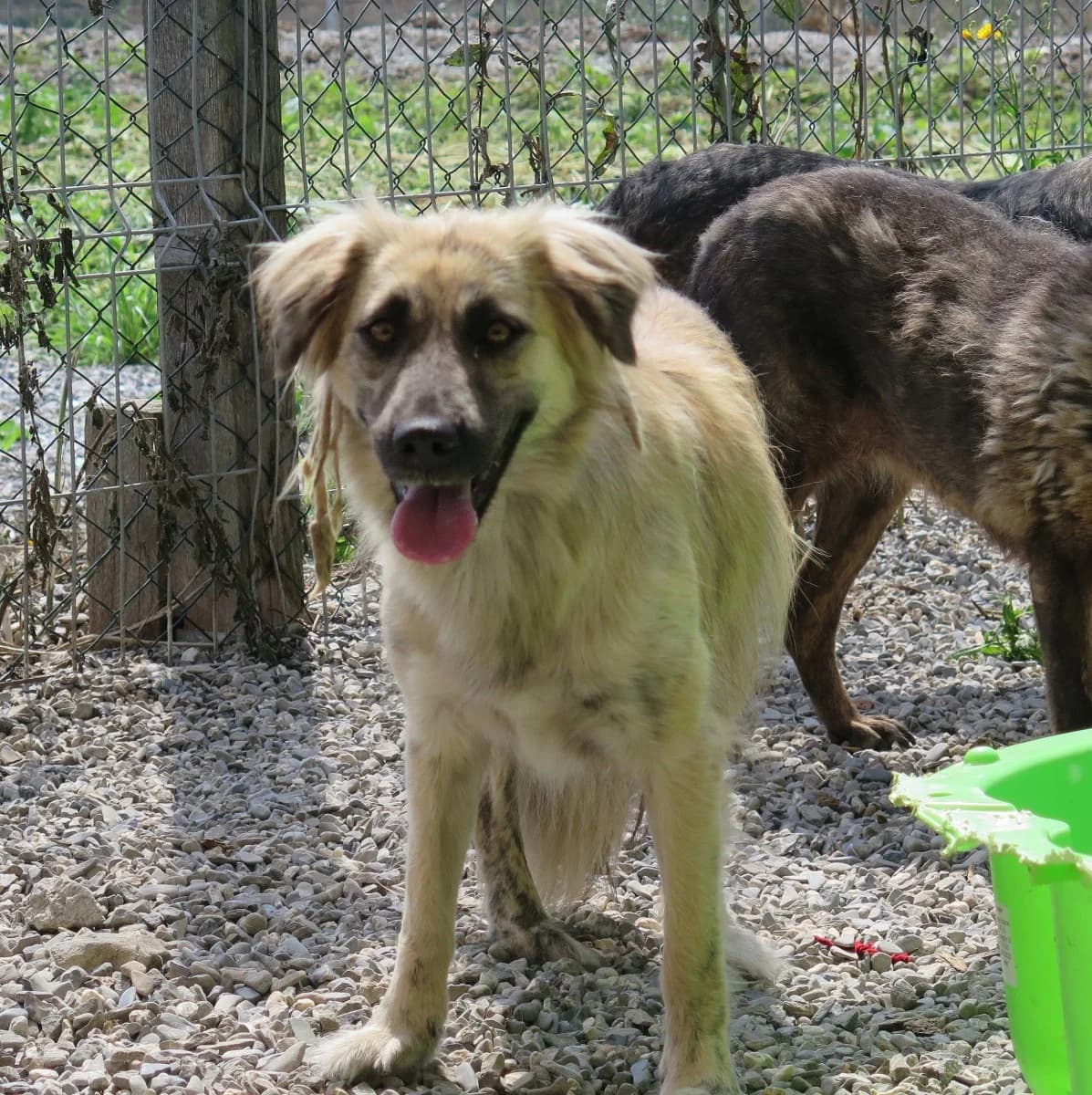Lemon, female Mixed Breed for adoption at Freundeskreis Brunopet e.V.