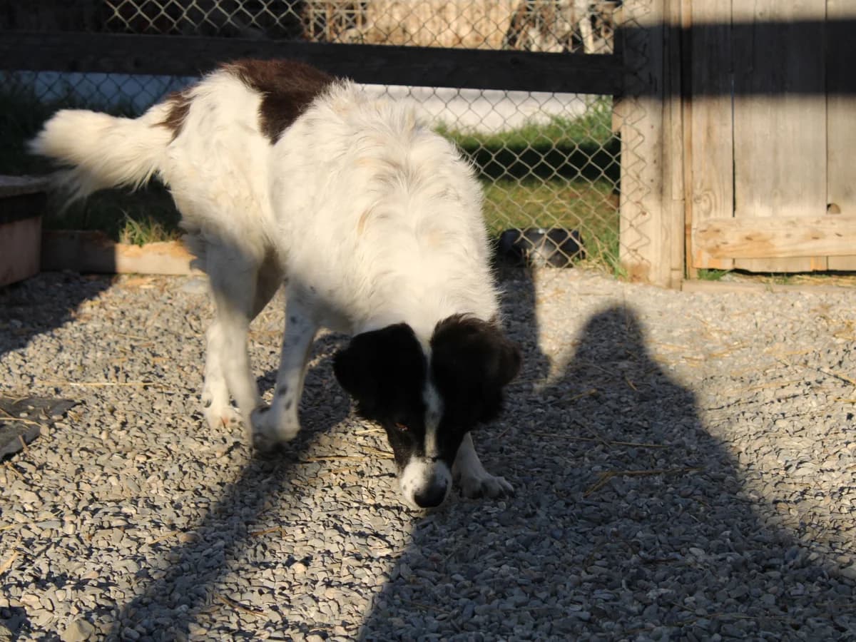 Lexian, male Mixed Breed for adoption at Freundeskreis Brunopet e.V.
