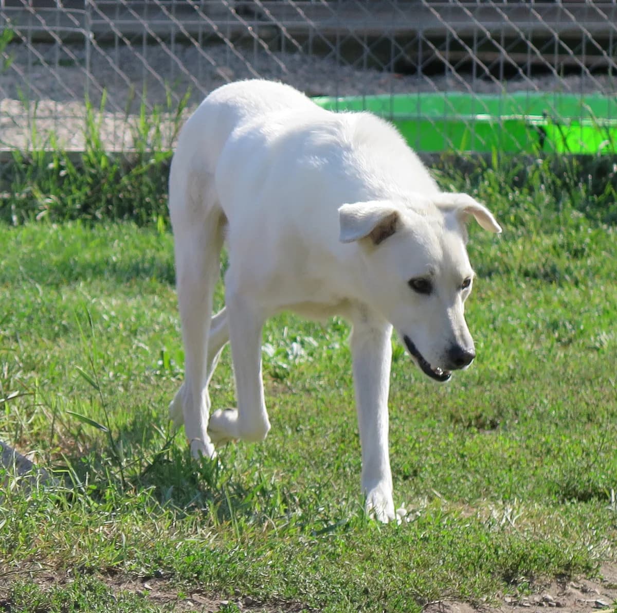 Libertalia, female Mixed Breed for adoption at Freundeskreis Brunopet e.V.