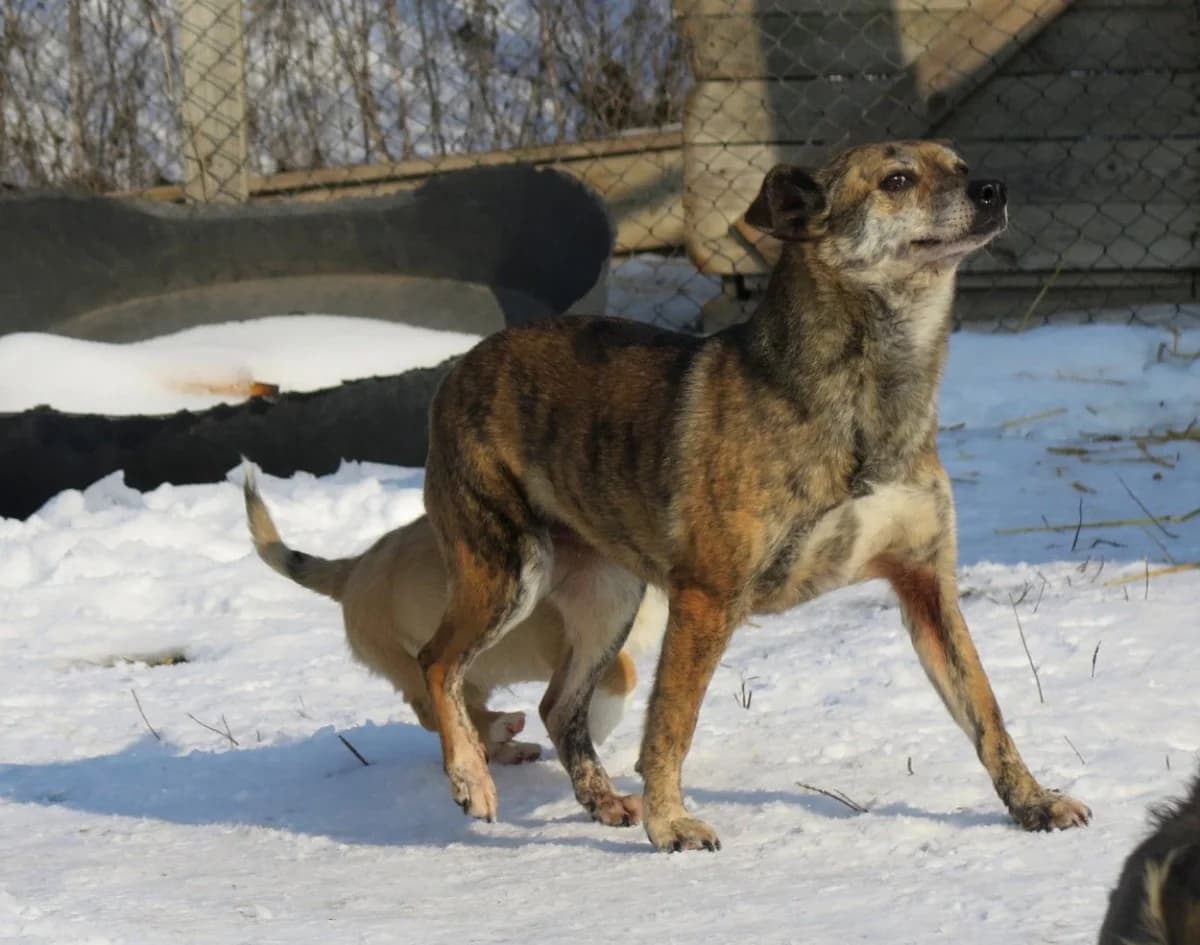 Liisi, female senior Mixed Breed for adoption at Freundeskreis Brunopet e.V.