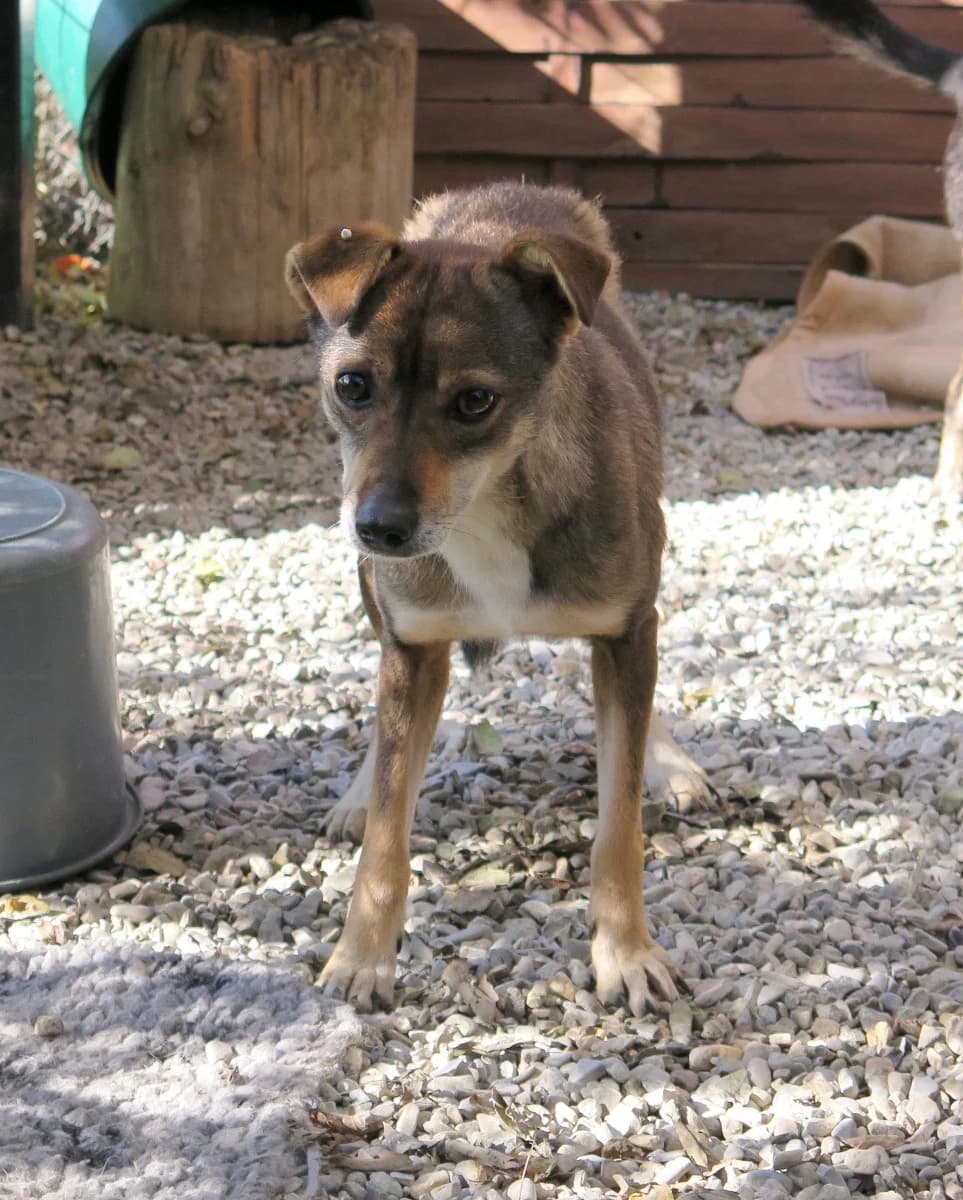 Lili, female Mixed Breed for adoption at Freundeskreis Brunopet e.V.