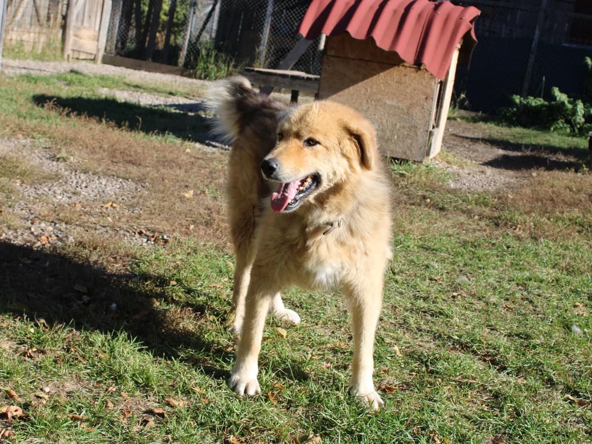 Lion, male Mixed Breed for adoption at Freundeskreis Brunopet e.V.