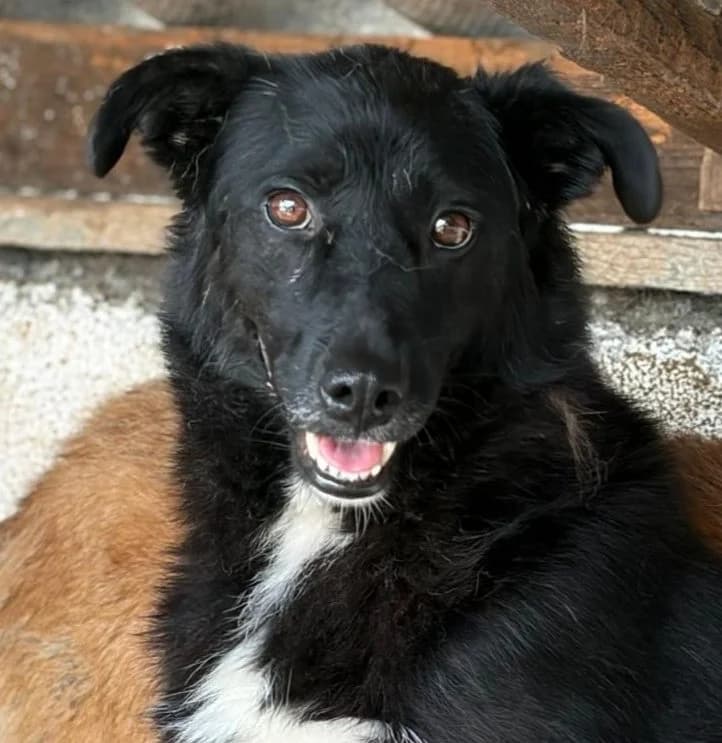 Lotti, female Mixed Breed for adoption at Freundeskreis Brunopet e.V.