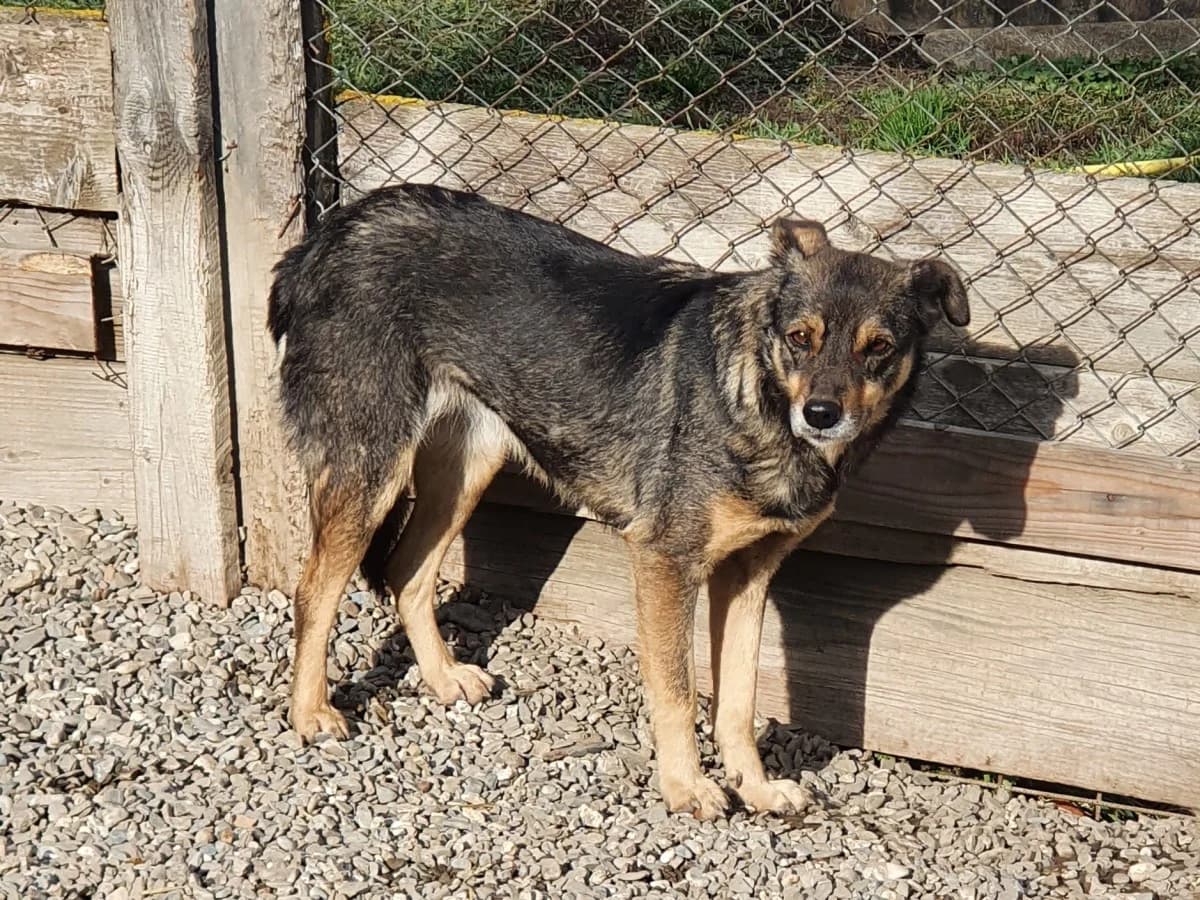 Lucille, female Mixed Breed for adoption at Freundeskreis Brunopet e.V.