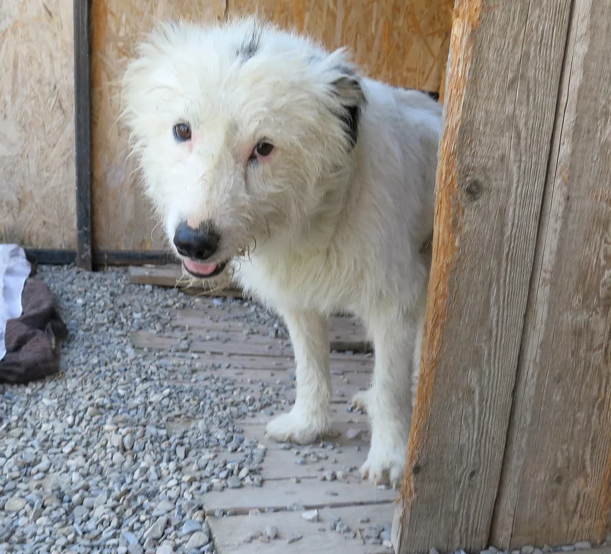 Lynnard, male Mixed Breed for adoption at Freundeskreis Brunopet e.V.