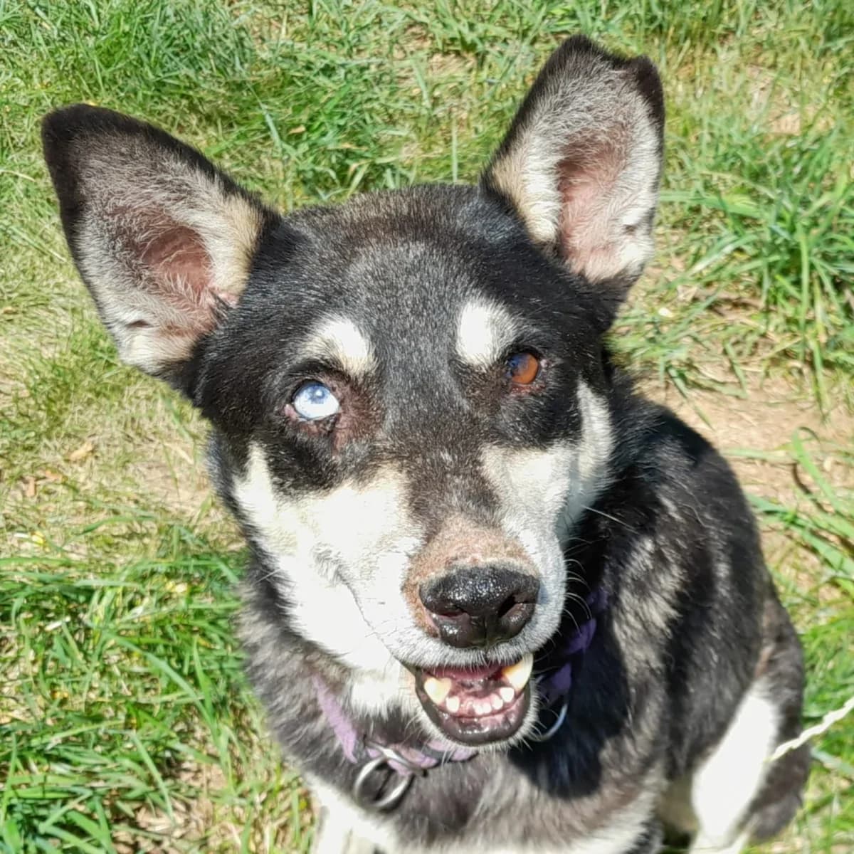 Magnus, male Mixed Breed for adoption at Freundeskreis Brunopet e.V.