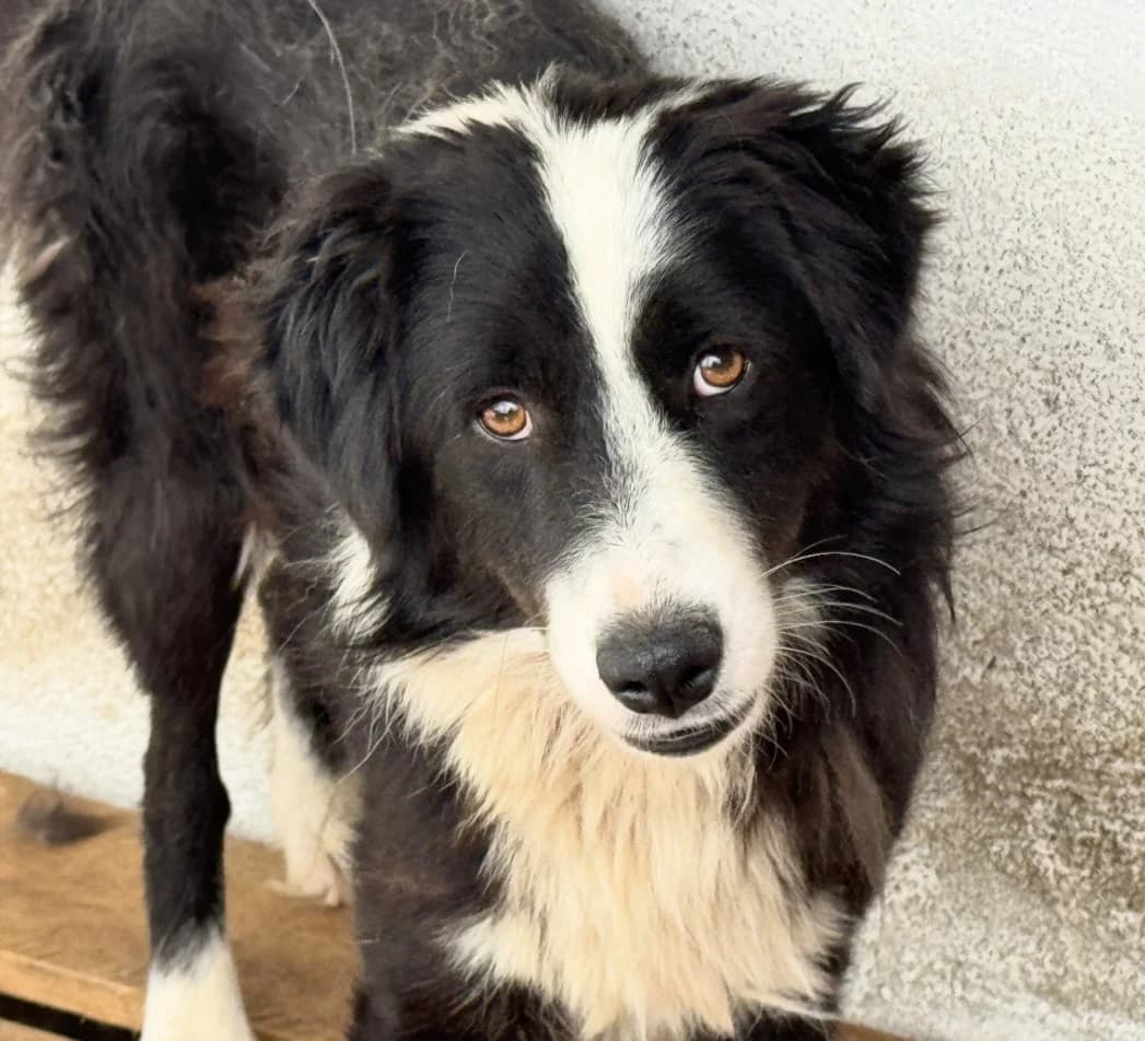 Matthi, male Mixed Breed for adoption at Freundeskreis Brunopet e.V.