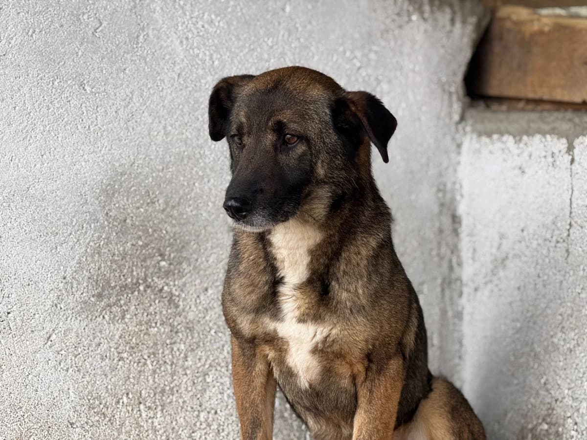 Melanie (Rovinari), female Mixed Breed for adoption at Freundeskreis Brunopet e.V.