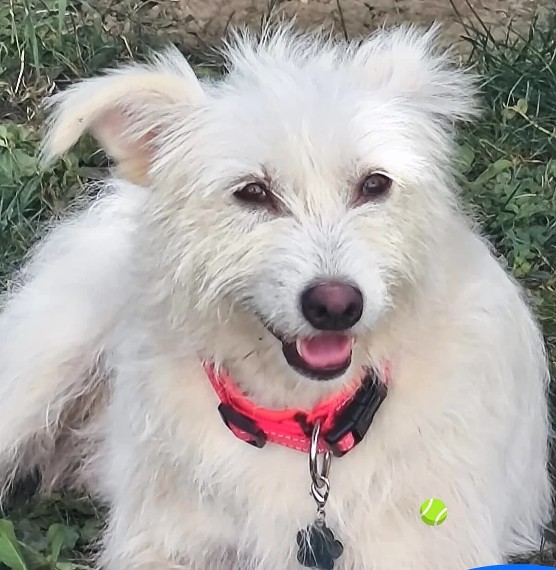 Milky, female Mixed Breed for adoption at Freundeskreis Brunopet e.V.