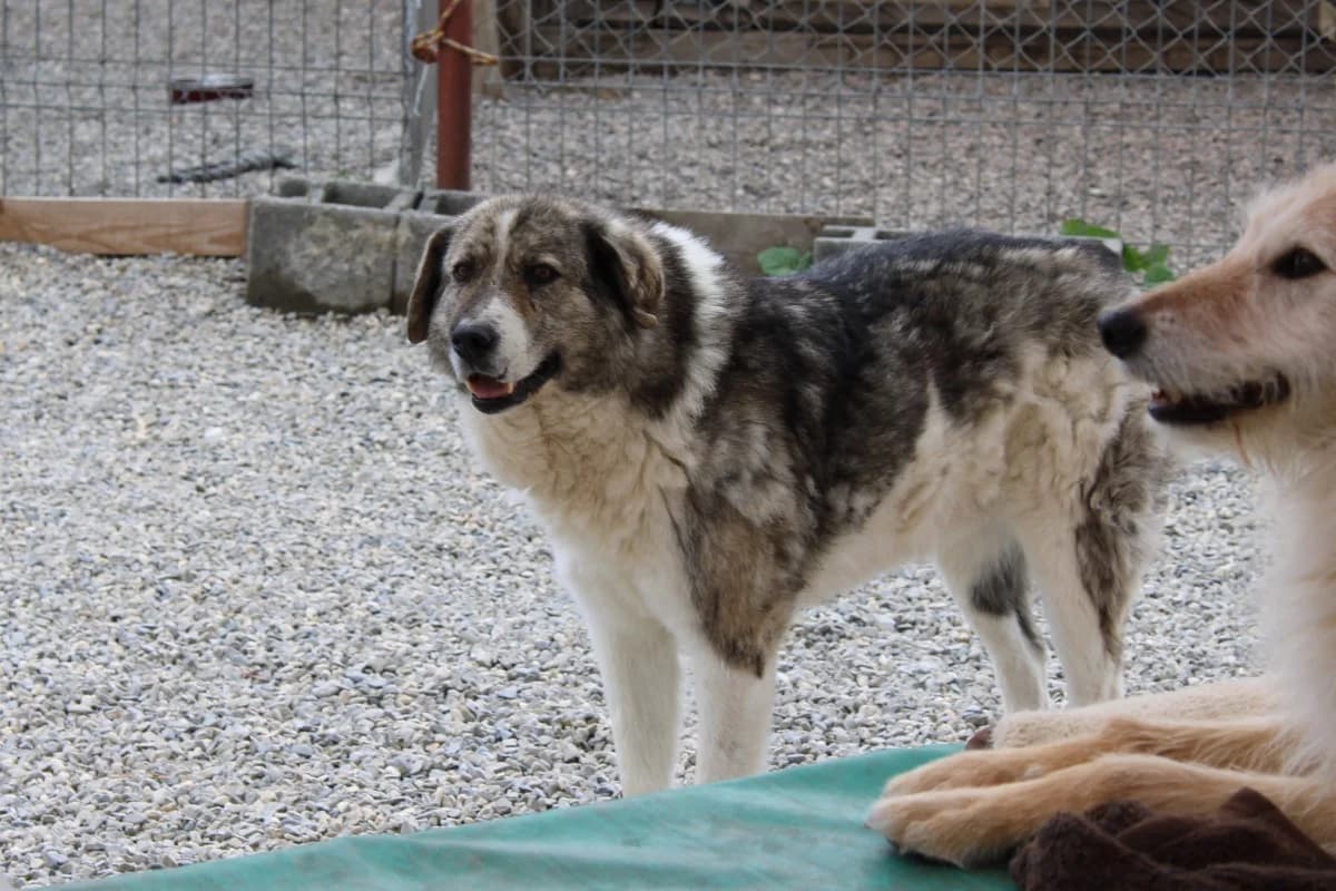 Miraj, male Mixed Breed for adoption at Freundeskreis Brunopet e.V.