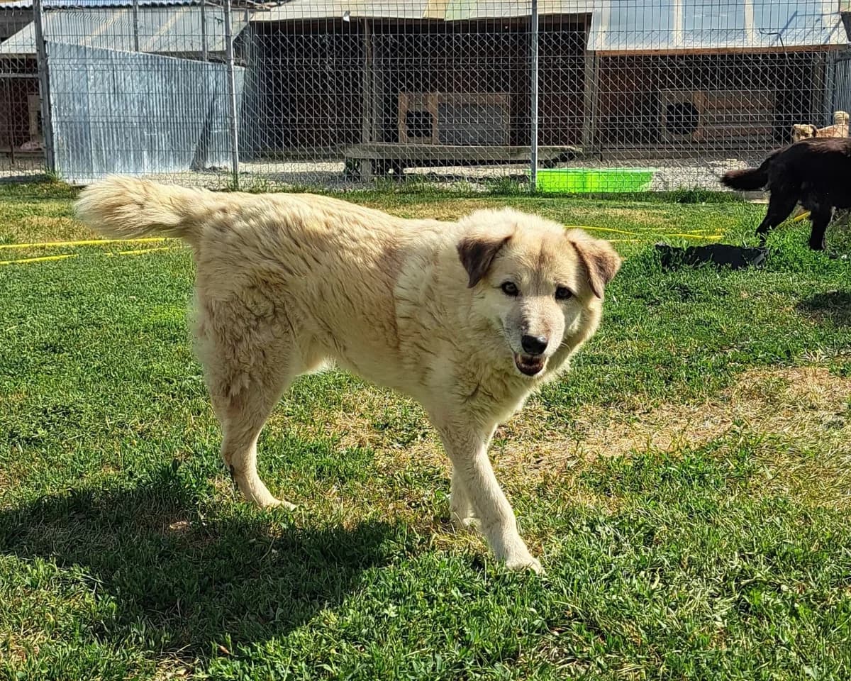 Mirica, gold female Mixed Breed for adoption at Freundeskreis Brunopet e.V.