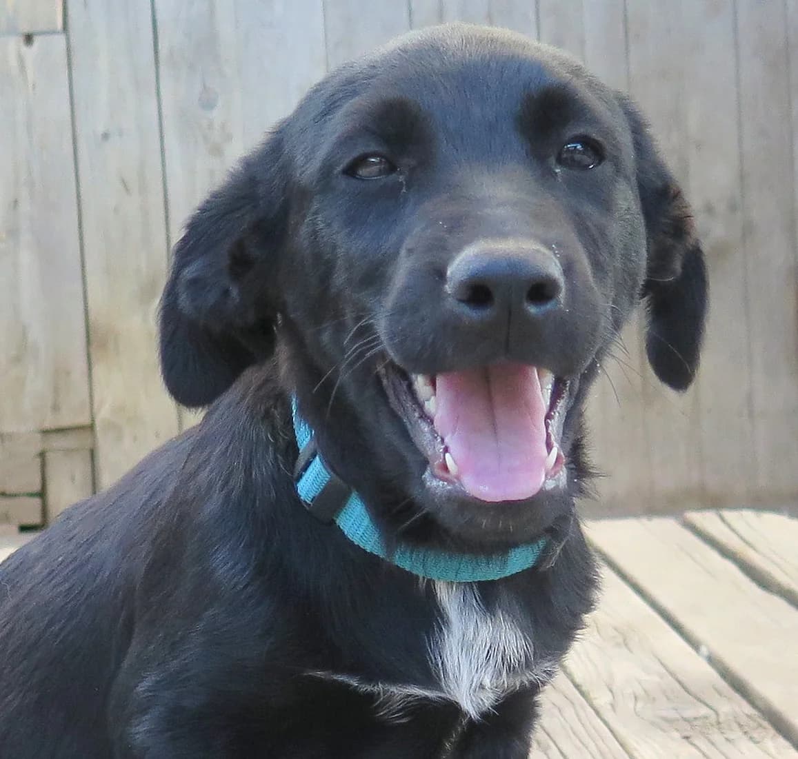 Miso, male Mixed Breed for adoption at Freundeskreis Brunopet e.V.