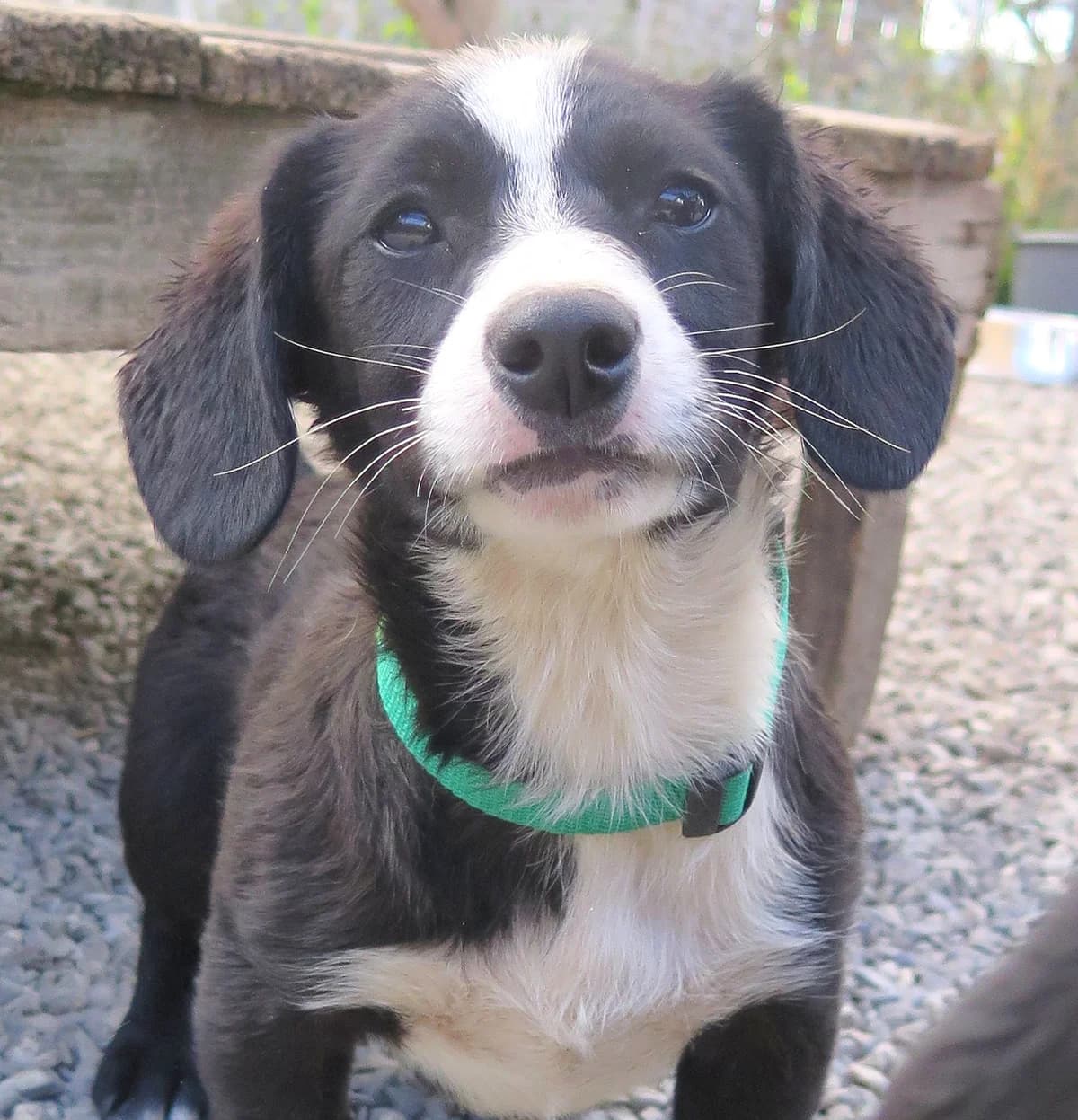 Mochito, male Mixed Breed for adoption at Freundeskreis Brunopet e.V.
