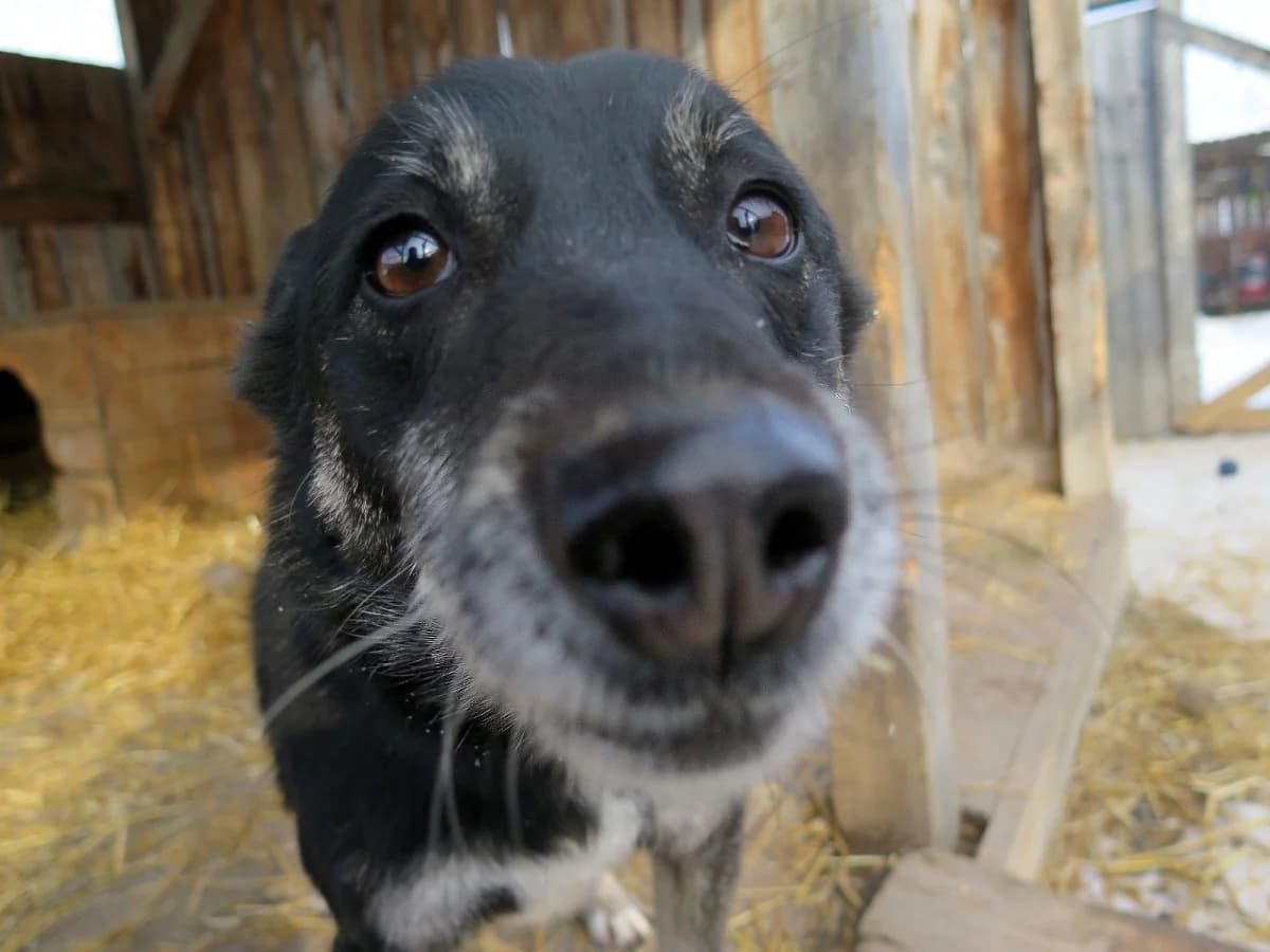 Momina, female 7yo Mixed Breed for adoption at Freundeskreis Brunopet e.V.