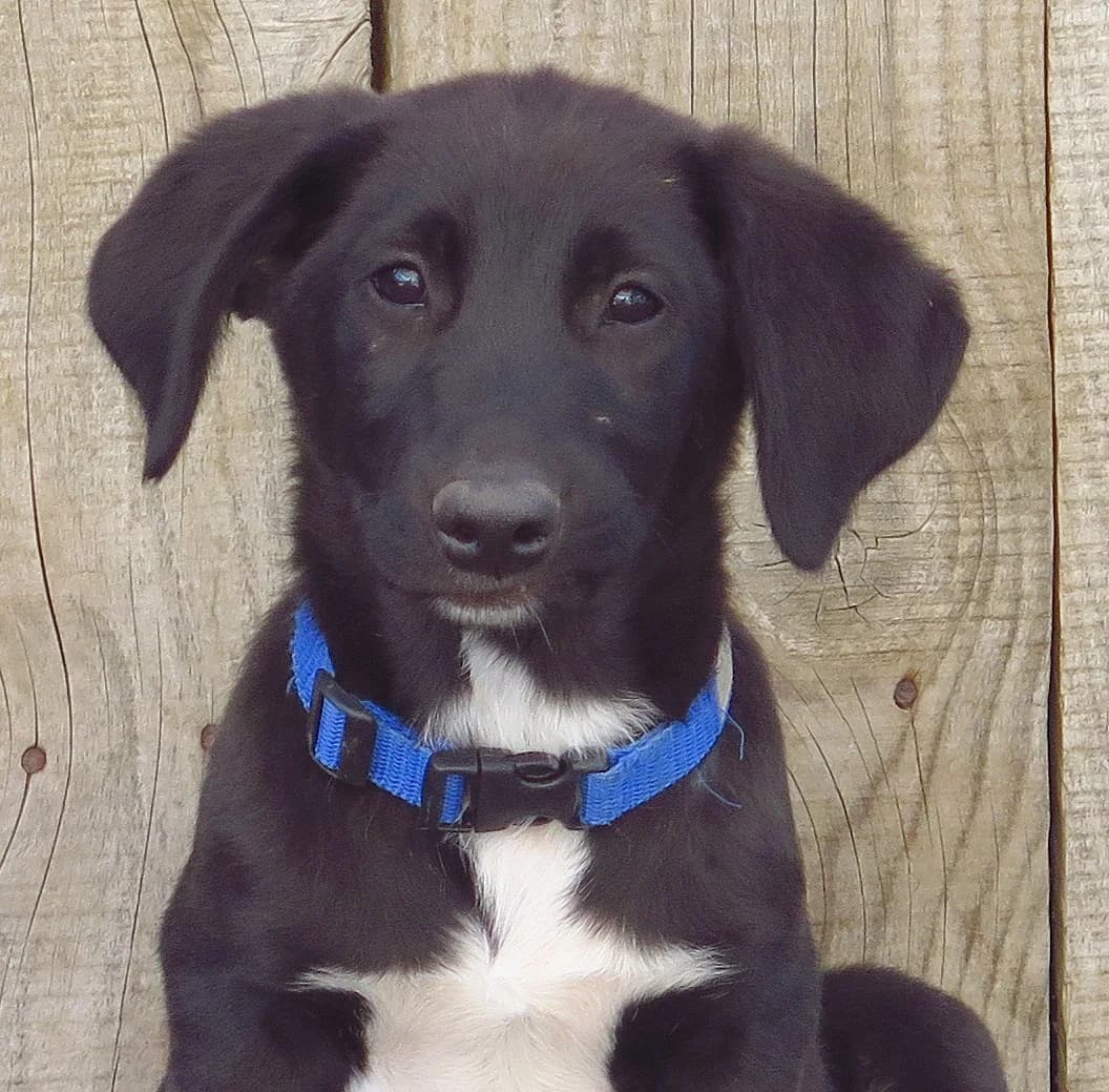 Monchi, male Mixed Breed for adoption at Freundeskreis Brunopet e.V.